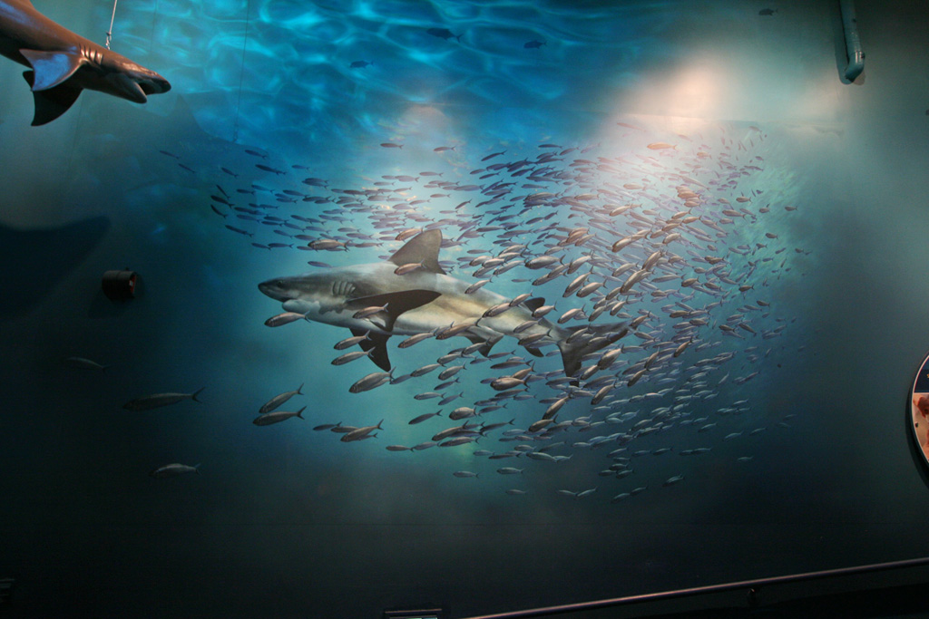 Shark Exhibit - Schooling Fish Mural