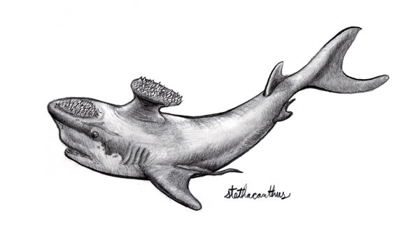 xenacanthus shark