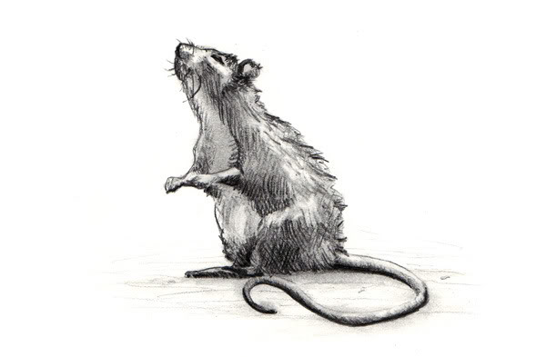 Rat Sketch