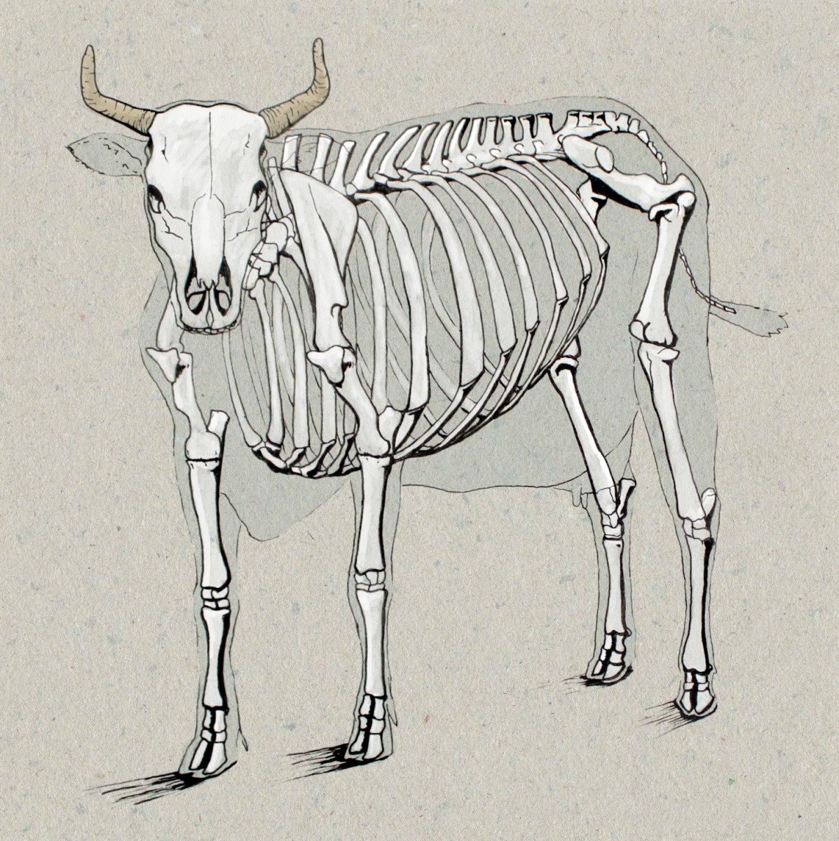 [DIAGRAM] Diagram Of Cow Bones - MYDIAGRAM.ONLINE