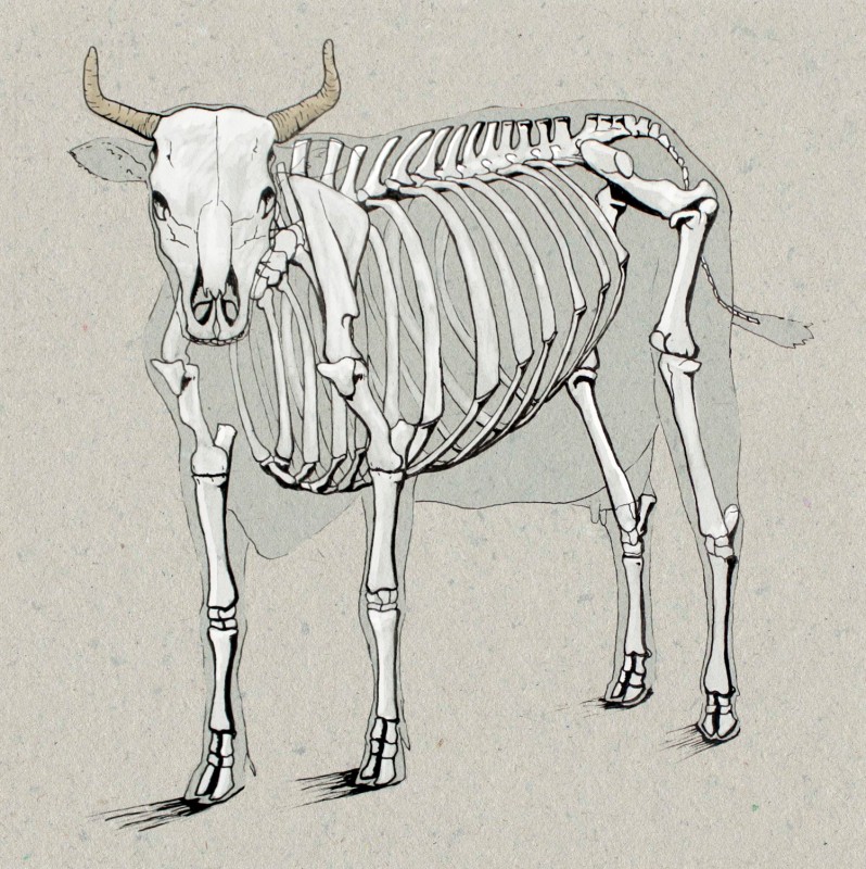 Cow Bones Illustration