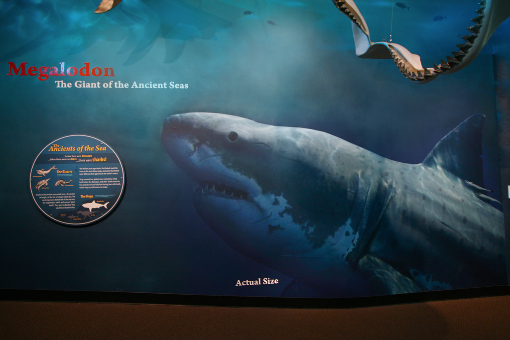 Shark Exhibit - Megalodon Mural