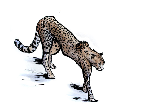 Cheetah Watercolor
