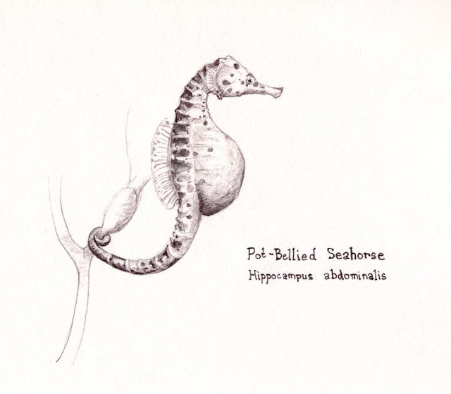 Pot-Bellied Seahorse - Hippocampus abdominalis